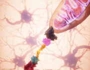 “MitoCatch” delivers healthy mitochondria to diseased cells 