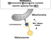 Mitochondria Help Control Skin Pigmentation: A New Organelle Dialogue Revealed