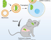 Organelle Therapy Encapsulated Mitochondria Restore Function in Parkinson’s and Genetic Disorders: A Breakthrough