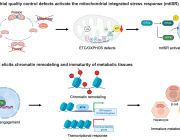 Could fixing mitochondria restore insulin-producing cells?