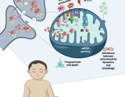 Mitochondria: Key Players in Autism Spectrum Disorder?