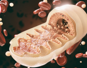 New Treatment Shows Promise for POLG-Related Mitochondrial Disorders