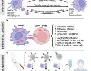 Bridge Over Troubled Cells: Bone Marrow Stromal Cells Transfer Mitochondria to Boost T Cells