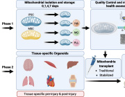 Bridging In Vitro and In Vivo for Mitochondrial Transplantation in Acute Diseases