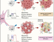 Enhancing T Cell Antitumor Activity through Mitochondrial Transfer