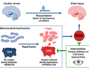 Advances in Mitochondrial Modulation: How Infrared Light is Changing Brain Injury Recovery