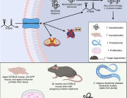 Ketone Bodies: A New Approach to Brain Function and Neurodegenerative Diseases