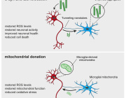  Microglia Transfer Healthy Mitochondria to Rescue Neurons from Neurodegeneration
