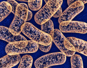 Prof. Volkmar Weissig's Interview: Is it time for mitochondria to take centre stage?