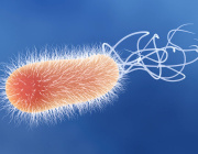 Pseudomonas Bacteria Disrupt Mitochondrial Energy Production to Evade Immune Response