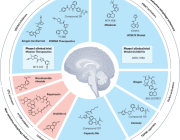 Targeting Mitophagy in Neurodegenerative Diseases: A Promising Therapeutic Avenue