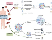 Tiny Messengers, Big Impact: Exosomes as Gatekeepers of Mitochondrial Function