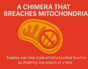 A Chimera that Breaches Mitochondria
