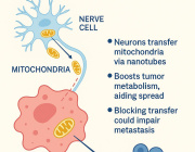 Cancer’s Energy Hack: Tumor Cells Steal Mitochondria from Nerves to Fuel Metastasis